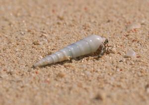 【店舗名】の魅力と特徴：地域に根ざしたサービスを提供