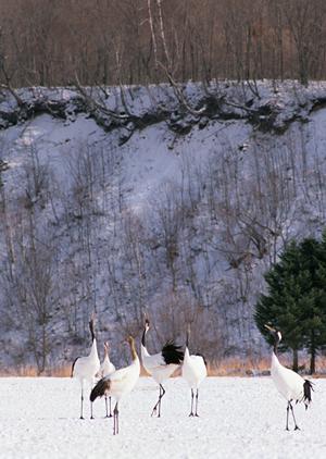 東横INN弘前駅前：弘前駅徒歩1分のビジネスホテルで快適な宿泊体験を